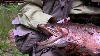 Big Brook Trout from Big Snowbird Creek, NC