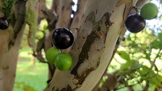 The Amazing Jaboticaba Fruit Tree here on the Big Island of Hawaii