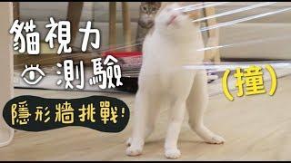 【黃阿瑪的後宮生活】貓視力測驗！隱形牆挑戰！
