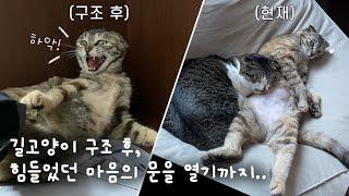 길고양이 구조 후, 힘들었던 마음의 문을 열기까지..