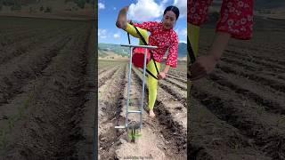 Amazing Seedling Planting Tools for Rural Farmer Corn Farming #shorts #youtubeshorts #tools