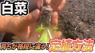 【白菜】育ちが格段に違う！正しい白菜の定植方法。