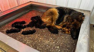 New German Shepherd litter update