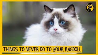 5 Things You Must Never Do to Your Ragdoll Cat