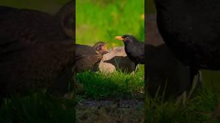 blackbird father feeds his wife #birdfeeder #birdsinnature #birdwatching #amazingbirds #fypシ #fyp