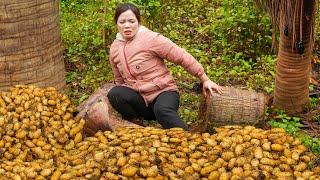 FULL VIDEO: Massive Harvest! Collecting Coconut Worms, Sapodilla & Chestnuts for Big Profits!