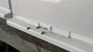 Bienenkorridor zur Verhinderung von Räuberei