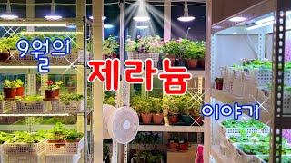 베란다 정원 l 제라늄 키우기 l 코스모스/안희선 l 산책길  단상 l 식물 브이로그 l