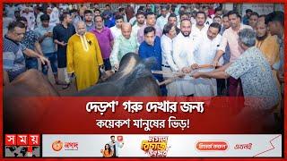 ১৫০টি গরু বিতরণ করে চমক সৃষ্টি করলেন নিজাম হাজারী | Nizam Uddin Hazari | Awami League | Somoy TV