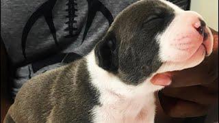 Pitbull puppies for sale ULTRA CLASS FAMILY