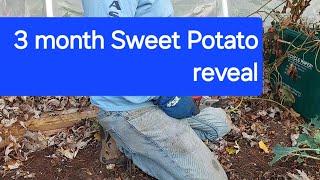 3 month sweet potato grow bag experiment results...?