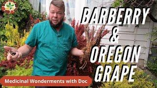 Barberry vs Oregeon Grape: Medicinal Plant Showdown!