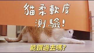 【黃阿瑪的後宮生活】貓柔軟度測驗！能鑽過去嗎？