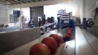 Processing and Sorting line for Peaches and Nectarines