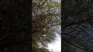 Birds Nest on a Tree Near Krishna River