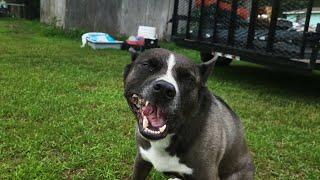 Hachi the Pitsky eating a July 4th turkey drum: ASMR