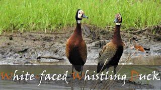 White-faced Whistling Duck (Dendrocygna viduata) Bird Call Video | Duck Call | Stories Of The Kruger