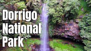 Day Hike In Australian Rainforest | Dorrigo National Park NSW