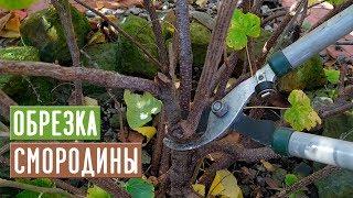 СМОРОДИНА  Правильная обрезка повысит урожай!!! / Садовый гид