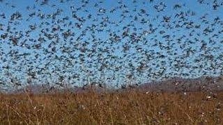 Locust swarms plague Russia [HD]