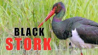 Black Stork bird in the spring swamp