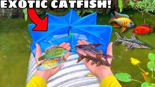 FISH TRAP CATCHES EXOTIC CATFISH *AND MORE* In TINY CREEK!! (RARE FIND)