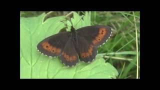 Arran Brown Butterflies Erebia ligea basking and pairing, Hemsedal, Norway