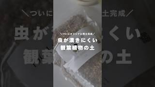 【虫が湧きにくい】理想の土が完成しました。観葉植物が元気に育つ！#観葉植物 #観葉植物インテリア #観葉植物のある暮らし #観葉植物初心者 #観葉植物育て方 #観葉植物の土