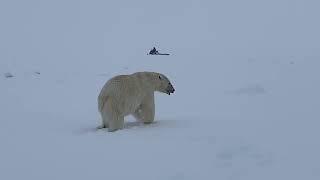 Big polar bear roaming the sea ice.