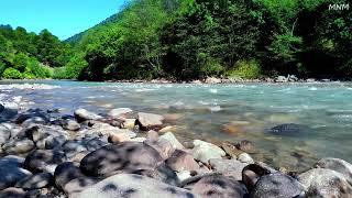 Magnificent birds chirping, gentle stream flowing over stones in the mountains, ASMR