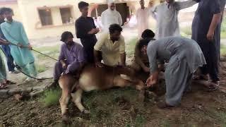 My Qurbani on Eid ul Adha 2024 and Bull being prepared for sacrifice Mashalah