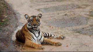 Tiger sighting during heavy Rain & Thunder @ Kabini l Nagarahole Tiger Reserve l Wildlife with Irfan