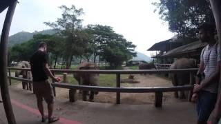 Justin feeding an elephant