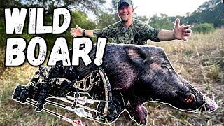 HUGE WILD BOAR!!!    Bowhunting Texas Pigs w/ Ranch Fairy!