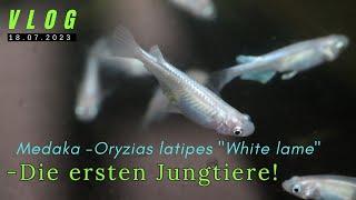 Medaka Oryzias latipes white Lame -Erster Nachwuchs! / Neues von Petzoo #aquaristik #vlog