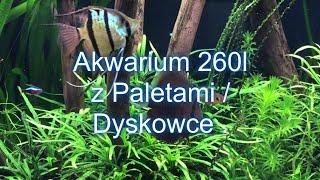 #akwarium #dyskowce Akwarium 260l z Paletami. Dyskowce .