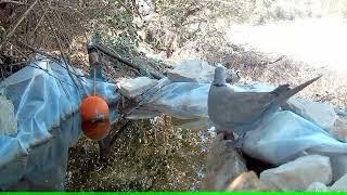 Eurasian collared dove