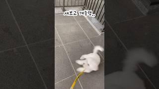 강아지가 만만한 딱딱이새