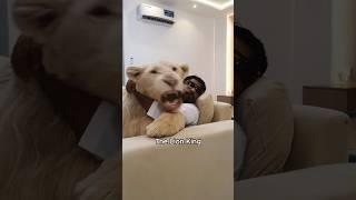 Dubai tycoon and lion become family #animals #pets #love #shorts