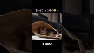 종이봉투 속 고양이￼2 도비도 탐난 봉투 #고양이 #cat