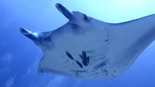 Manta Ray