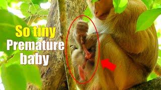 Very tiny newborn monkey, Premature baby monkey, Fresh Newborn Monkey 1497