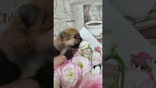 ПродажаПитомник Йорк & Шпиц.Elite Pets,Крым, Евпатория Вопросы +79788972514 Доставка возможна 