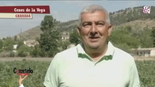 Habas ecológicas de Cenes de la Vega. Granada