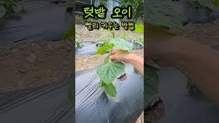 텃밭 오이 빨리 키우는 방법