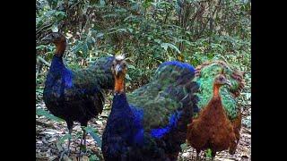 Congo Peafowl