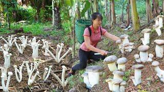 FULL VIDEO: 30 Days Harvesting Mushroom Go To Market Sell - Sell pigs & buy piglets to raise