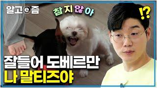 "나 소형견 말티즈, 대형견을 제압한다" 다견 가정 서열 1위가 무엇인지 보여주겠다, 화목한 다견가정을 위해 설쌤이 나섰다.│세상에 나쁜 개는 없다│알고e즘