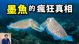 海洋裡最科幻的生物，比章魚還華麗的偽裝大師！極其短命，但智商超高的動物——墨魚（烏賊/花枝）【老肉雜談】#動物 #海洋 #生物 #墨魚 #花枝