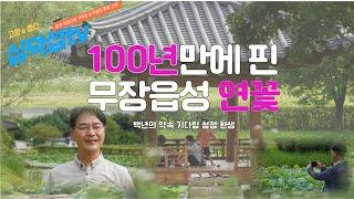 100년만에 핀 무장읍성 연꽃